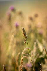 A close up of orchard grass with evening light and a shallow depth of field
