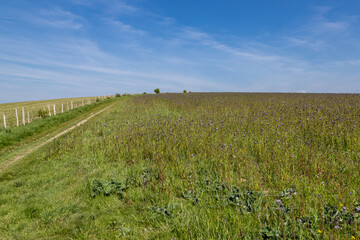 Looking over a wildflower meadow in the South Downs, with a blue sky overhead