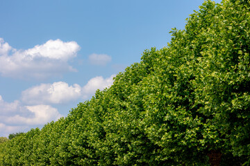 Selective focus green leaves of Acer saccharum on the tree in Summer under blue sky, The sugar...