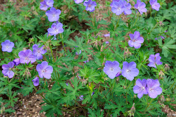 Geranium Johnson's Blue flowers blooming beautifully in the garden.