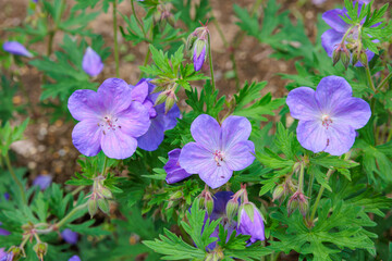 Geranium Johnson's Blue flowers blooming beautifully in the garden.
