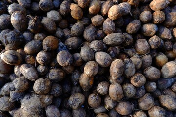 Dried Areca Nut (Betel Nut) Harvested from Areca Palm Tree for Traditional and Medicinal Use