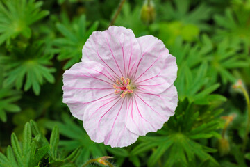 Close-up of beautifully blooming Geranium sanguineum striatum flowers in an early summer garden.