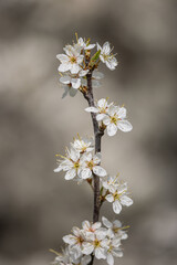 Blackthorn blossom in early spring, with a shallow depth of field