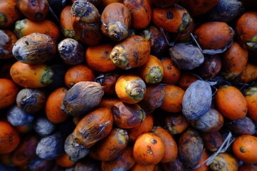 Dried Areca Nut (Betel Nut) Harvested from Areca Palm Tree for Traditional and Medicinal Use