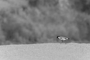 River lapwing in monochrome