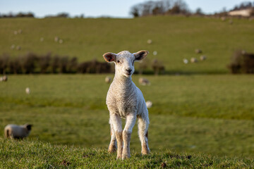 A lamb in rural Sussex on a sunny spring day