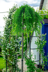 A unique form of Larch in the garden landscape - a standard conifer