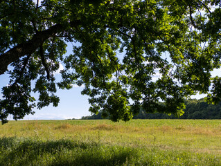 A large tree in the middle of a grassy field