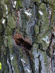 A close up of a tree trunk with a hole in it