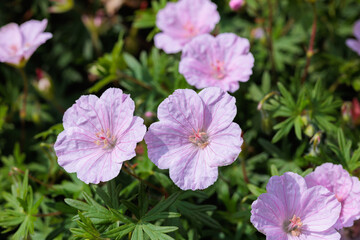 Fototapeta premium Geranium sanguineum striatum flowers blooming in the garden in early summer.