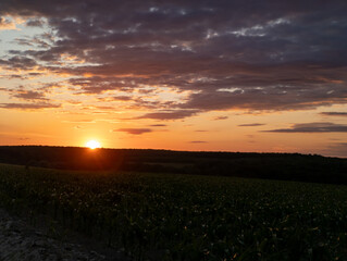 A field of corn with the sun setting in the background