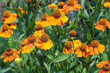 Beautiful Helenium amarum flowers blooming in a summer garden.
