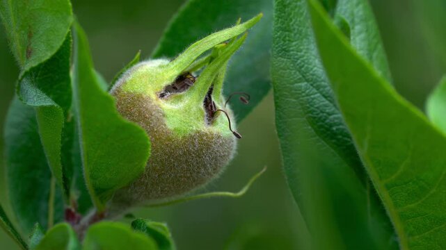 Medlar fruits, ripening (Mespilus germanica) - (4K)