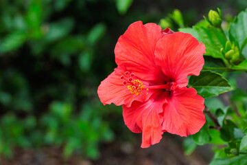 Beautiful red hibiscus flowers blooming in a summer garden.