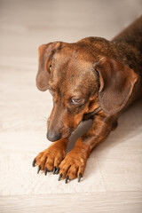 Brown dachshund dog lying on a wooden floor, with paws stretched out, showcasing its unique...