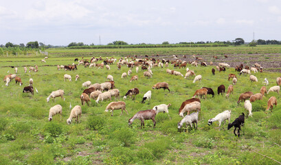 Large group of Sheep seen grazing lush green grass at an agriculture field in a country side rural...