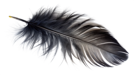 Detailed close up of a single black and white feather with delicate barbs and a bright yellow tip isolated on a transparent background