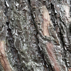 Close-up of Pine Bark Surface Showing Rough Organic Patterns and Natural Brown Tones