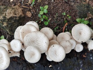 Lentinus squarrosulus mushroom on old tree, top view 