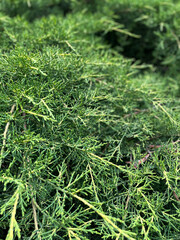 Obraz premium Textured Juniperus Needles in Natural Garden Environment with Shallow Depth of Field