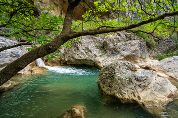 Turquoise pool under branch, Saint Luke Gorge