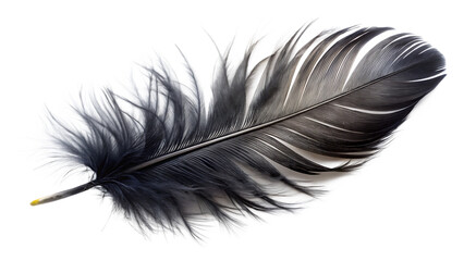 Detailed macro shot of a black and white feather with delicate barbs and a yellow tip isolated on a transparent background