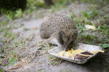 One spiny hedgehog sits on the ground and eats food from a white bowl during the day outside