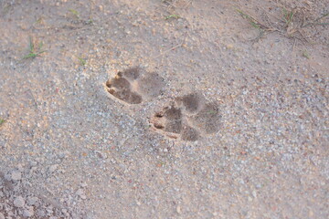 Wild dog paw prints in sandy soil at a forest edge, highlighting paw pad details and ground texture—ideal for wildlife, tracking, and nature themes.