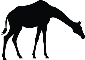 Elegant silhouette of a giraffe grazing against a clean white background depicting wildlife