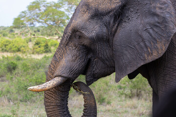 Elefant im Kruger Nationalpark