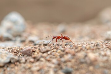 Close-up of a red ant crawling on textured ground, showcasing its detailed features and colony behavior.