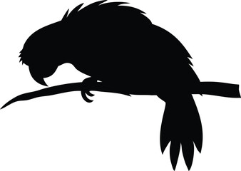 Silhouette of a parrot perched on a branch depicting calmness and natural beauty