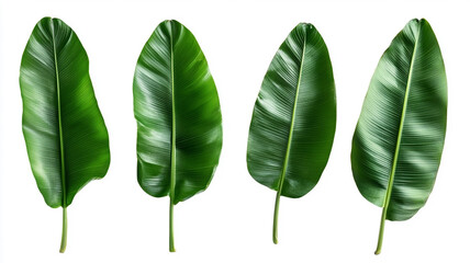 Lush Green Banana Leaves Set of Four High-Resolution Photos