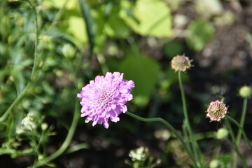 A filed scabious is growing and blooming in nature in sunny summer day.