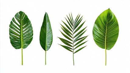Collection of Lush Green Tropical Palm Leaves Monstera, Banana, Palm, and More