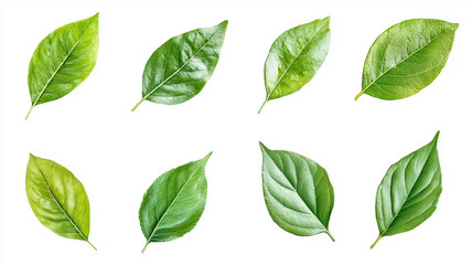 Naklejka premium Collection of Green Leaves Isolated on White Background High-Resolution Images for Design Projects