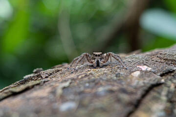 Close-up of a brown spider on a textured log in a lush green forest.
