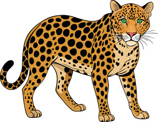 vector illustration of a leopard