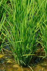 育っている水田の稲穂