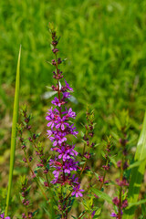 日差しを浴びるヤブランの花