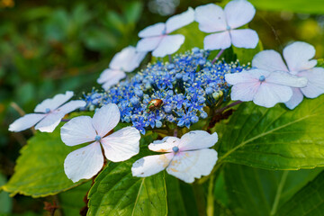 青いガクアジサイ