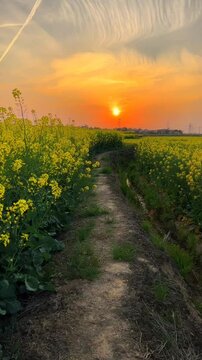 A vibrant field of yellow mustard flowers basking in the warm glow of a golden sunset. A beautiful, romantic scene of the countryside in spring.