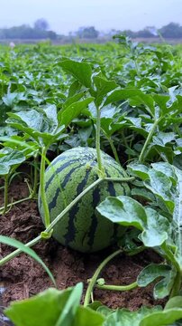 A large, ripe watermelon resting on the soil, nestled among its green leaves in a garden. Represents summer, freshness, and organic farming.