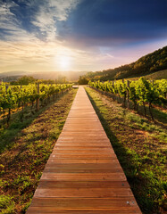 Obraz premium Wooden boardwalk stretching into scenic vineyard under warm sky