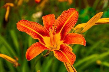 orange tiger lily