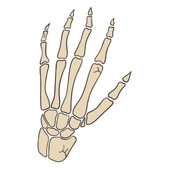 broken human hand skeleton