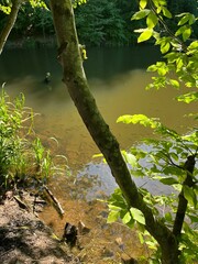 river in the forest