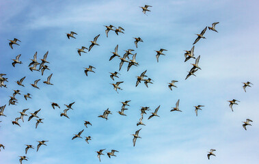 bando de aves a voar