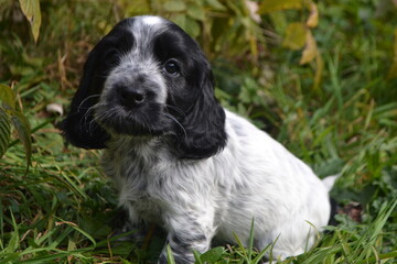Dogs and puppies that play and are so cute and adorable  and chocolate brown cocker spaniel puppy 